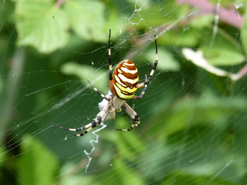 4K, insect, animal themes, animals in the wild, animal, focus on foreground, animal leg, close-up, invertebrate, web, arachnid, no people, wasp, nature