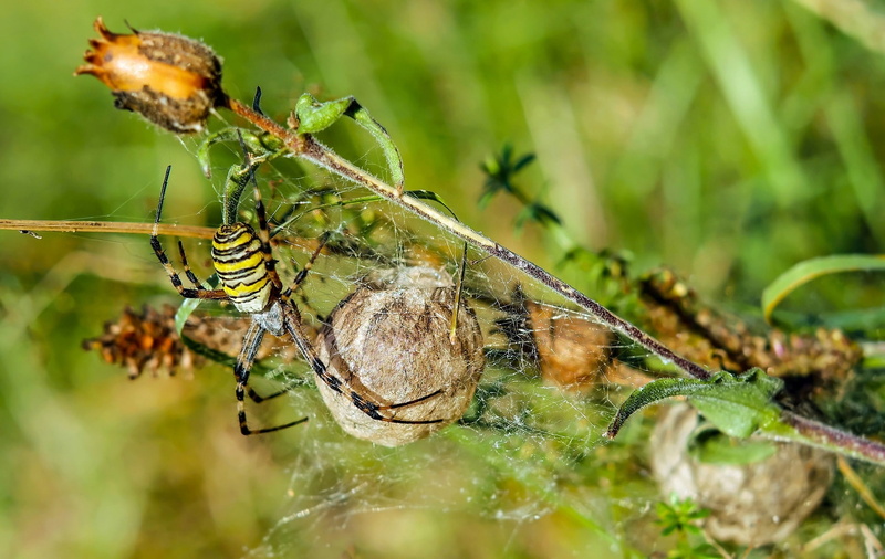 no people, insect, animals in the wild, focus on foreground, insects, animal themes, nature, plant part, day, zoology, argiope bruennichi, two animals