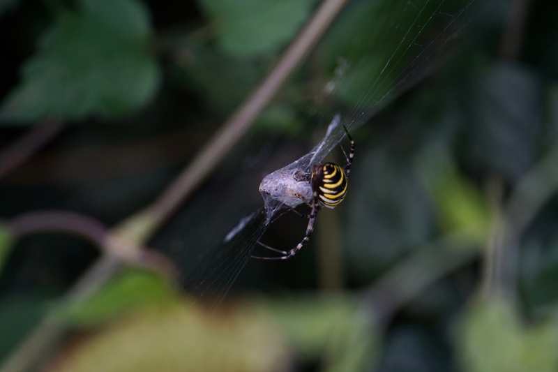 argiope bruennichi, wheel web spiders, one animal, silk band spider, tree, animal head, focus on foreground, animals in the wild, cobweb, tiger spider