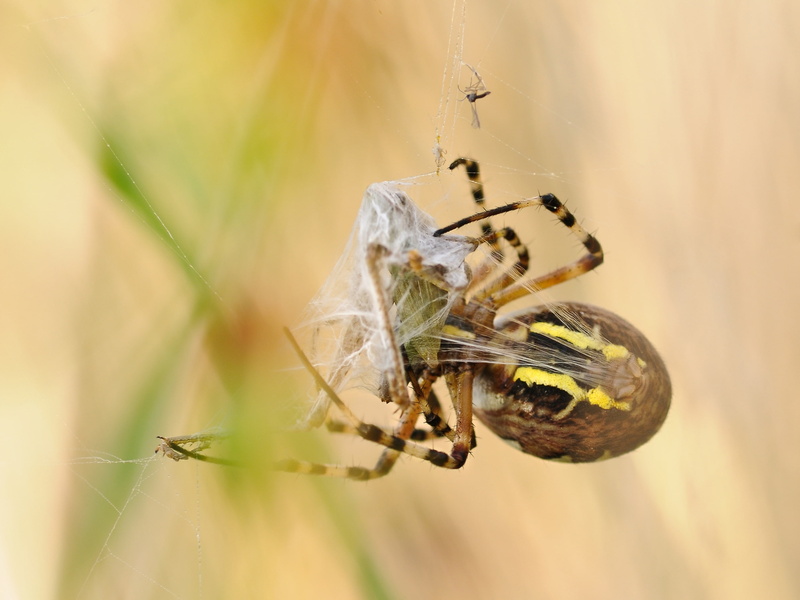 web, insects, argiope bruennichi, 2K, Animal, spider