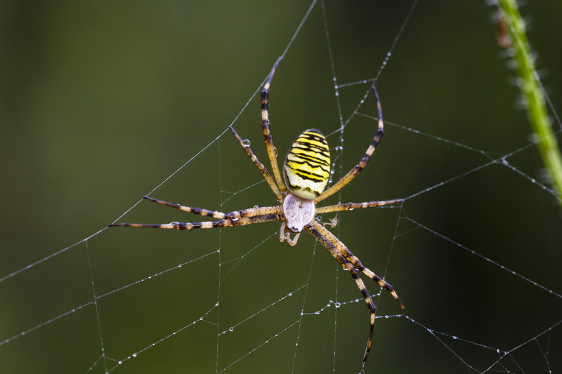 5K, arthropod, spider web, fragility, insect, spider, zebraspinne, arachnid, animal wildlife, animals in the wild, survival, web, no people, outdoors