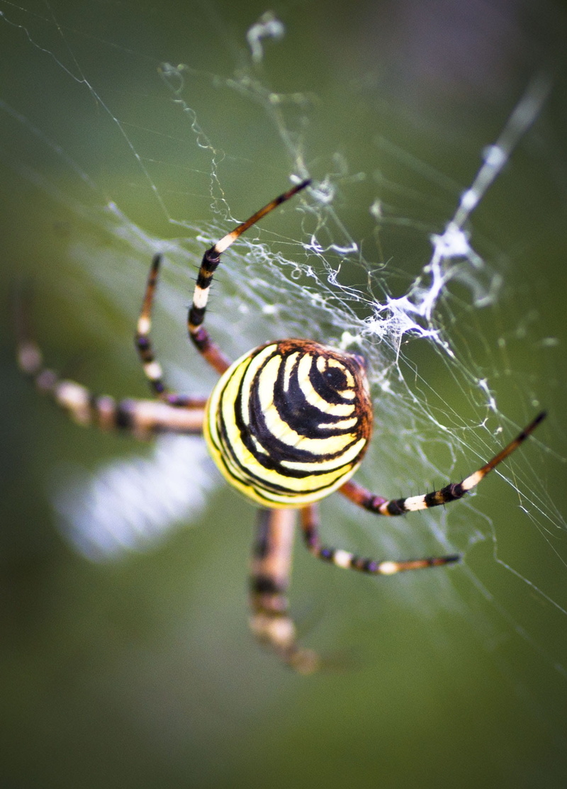 one animal, animal themes, arthropod, outdoors, insect, spider, argiope bruennichi, animal, no people, complexity, web, animal wildlife, close-up, arachnid