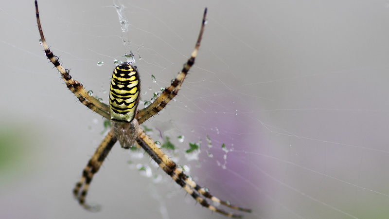 arthropod, animal, insect, focus on foreground, macro, web, no people, arachnid, animal themes, fragility, outdoors, vulnerability, nature, 2K, argiope hornet