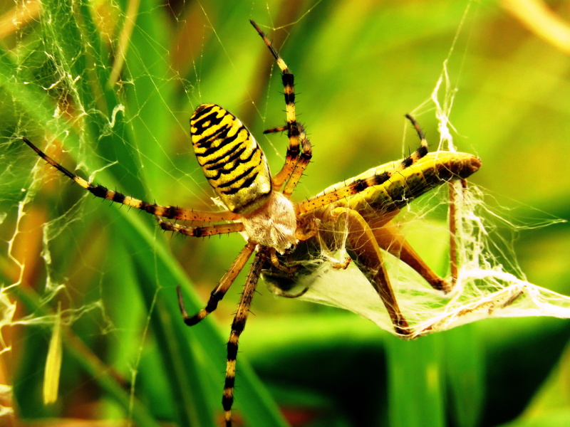 eat, network, animal body part, tiger spider, animal themes, focus on foreground, prey, animal wildlife, animal leg, spider, no people, zebraspinne, one animal