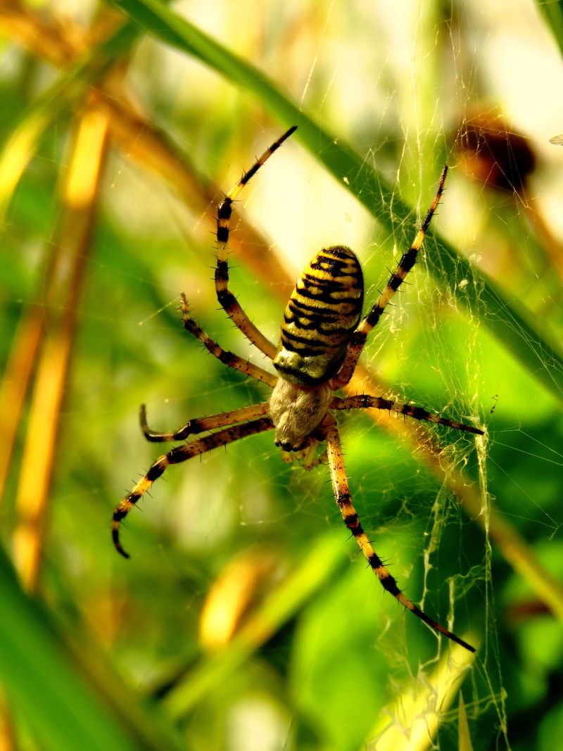 animal body part, arthropod, Spider, fragility, web, insect, silk band spider, animal leg, animal, day, Wasp, striped, 4K, beauty in nature, network, wheel web spiders