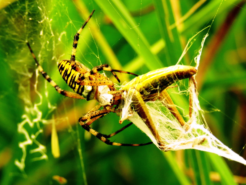 focus on foreground, spider, wrapped up, animal, animal wildlife, plant, close-up, zebraspinne, macro, animals in the wild, wheel web spiders, no people