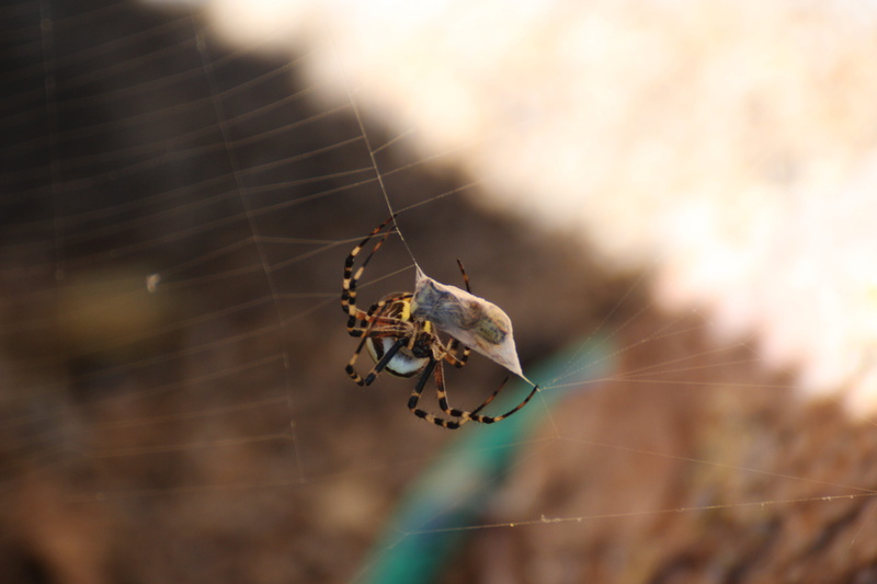 zebraspinne, selective focus, vulnerability, 5K, spider, animals in the wild, tiger spider, invertebrate, striped, animal themes, web, fragility, spider web