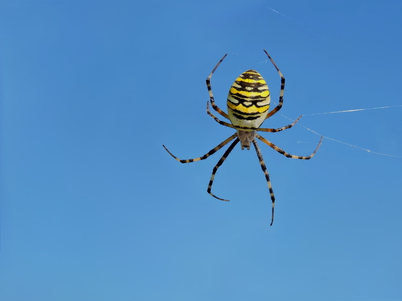 invertebrate, blue, animals in the wild, arthropod, animal body part, sky, outdoors, yellow, copy space, arachnid, wasp spider, animal themes, nature, 1080P