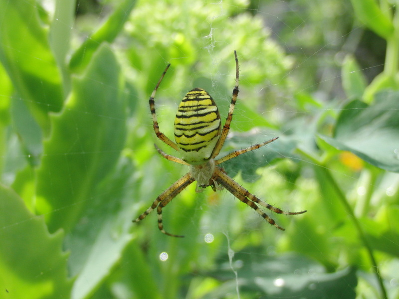 tiger spider, plant, web, animal world, wildlife, wasp spider, insect, one animal, 2K, animal, creature, day, nature, spider web, spider, animal wildlife