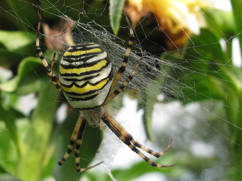 animal world, spider web, day, spider, animal, 1080P, outdoors, arthropod, plant, nature, arachnid, survival, web, close-up, vulnerability, zebraspinne