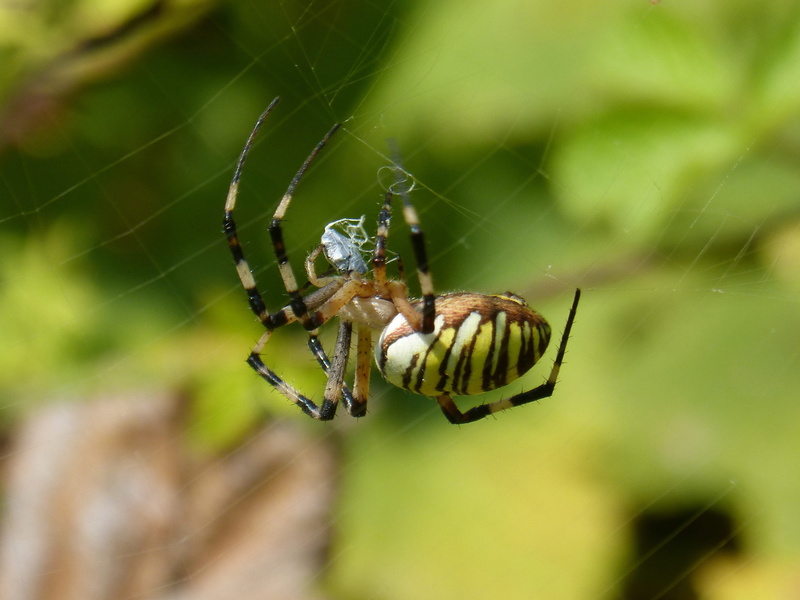 stripes, close-up, nature, animal leg, spider zebra, fragility, spider, web, animals in the wild, 2K, day, insect, animal, predator, arachnid, no people