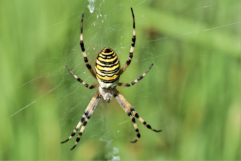 animals in the wild, outdoors, one animal, network, yellow, animal, insect, vulnerability, tiger spider, animal themes, fragility, animal wildlife, zebraspinne