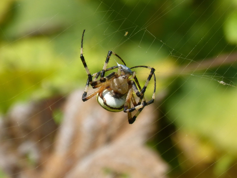 spider tiger, focus on foreground, vulnerability, animal themes, spider, animal, spider web, animal leg, arachnid, invertebrate, arthropod, stripes, outdoors