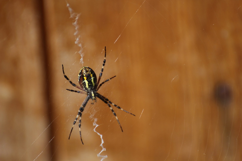animal wildlife, one animal, no people, striped, arthropod, web, animal themes, survival, day, arachnid, close up, close-up, spider web, selective focus