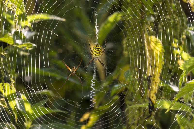 survival, animal, vulnerability, complexity, animal themes, arachnid, animals in the wild, web, animal wildlife, focus on foreground, insect, spider web