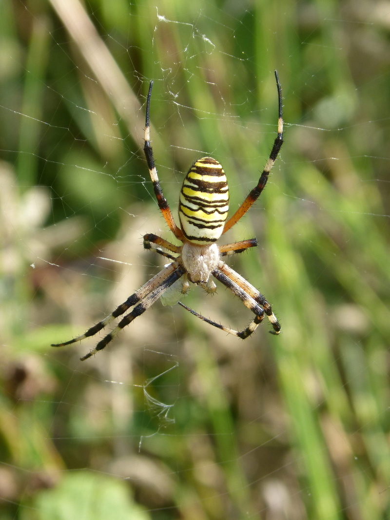 spider web, animal, one animal, day, animal wildlife, animals in the wild, arthropod, spider zebra, insect, animal themes, fragility, nature, close-up