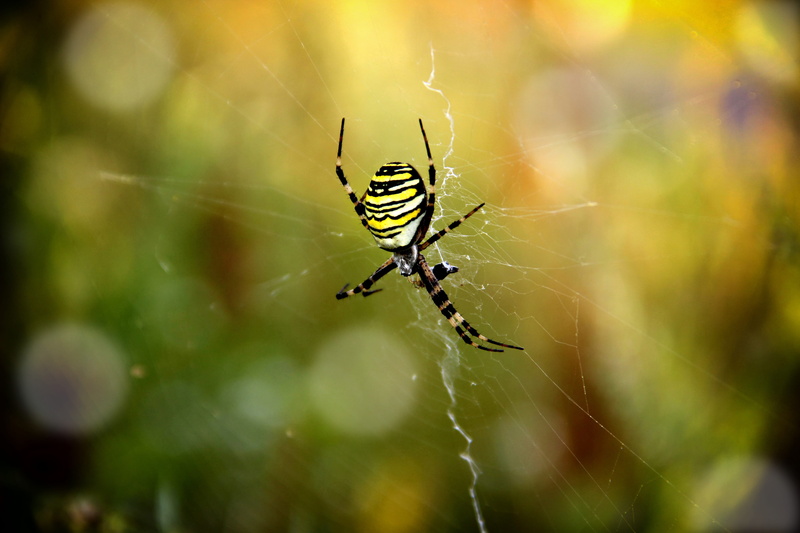 animal themes, outdoors, macro, vulnerability, animal wildlife, insect, complexity, victims, no people, invertebrate, animal leg, selective focus, cobweb