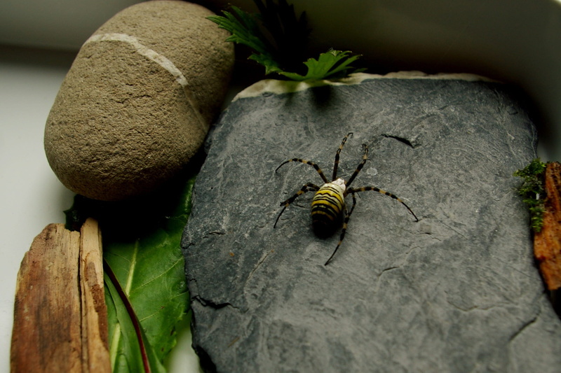 animal wildlife, no people, close-up, plant, terrarium, 1080P, wood - material, zoology, nature, selective focus, yellow, one animal, leaf, spider, animals in the wild