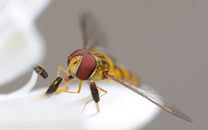 selective focus, close-up, wasp, animal Wing, small, dragonfly, invertebrate, nature, animal eye, pollination, flying, backgrounds, macro, honey, wings