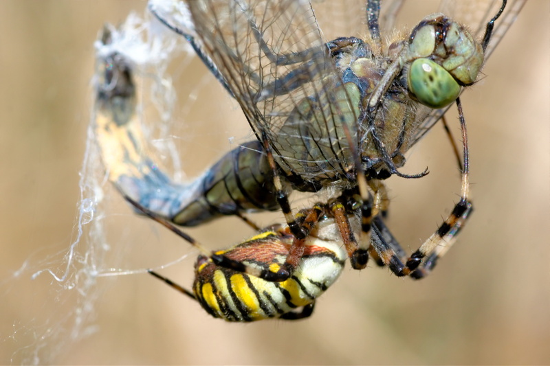 animal wildlife, insect, animals in the wild, outdoors, network, spider, animal, wasp spider, animals hunting, caught, survival, close-up, fight, hunting