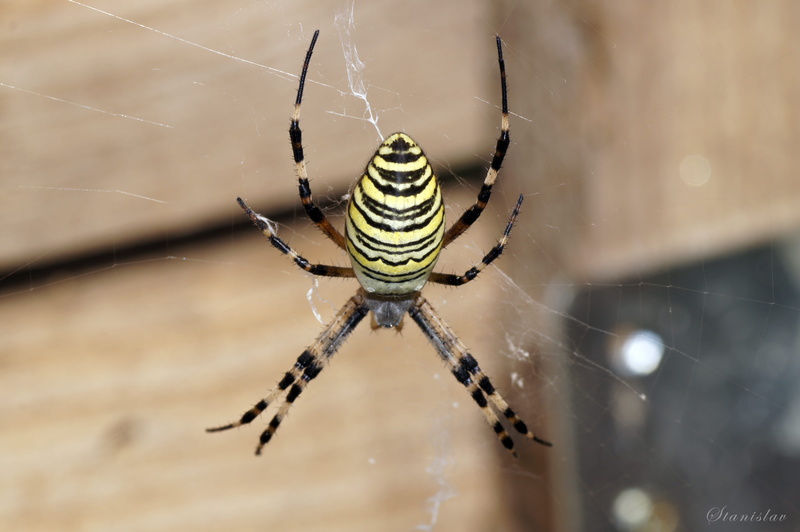 one animal, wasp spider, spider, animal, animal wildlife, animals in the wild, spider web, animal leg, selective focus, nature, anovec, arachnid, insect