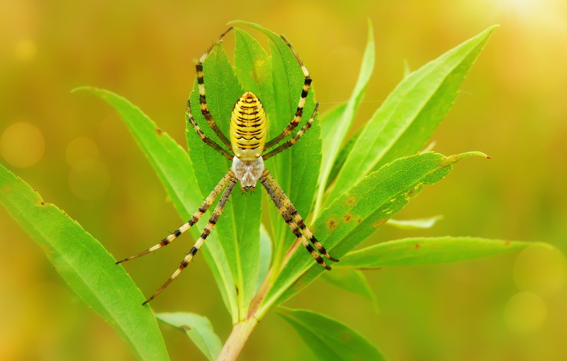 leafed, insect, nature, green, arachnid, brown, invertebrate, plant, day, spider, outdoors, plant part, animal wildlife, monarch, selective focus, andrena