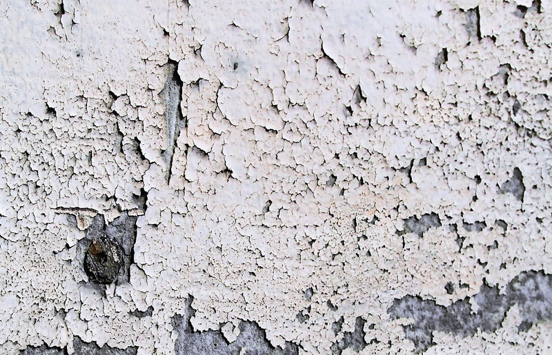 concrete, cricket insect, insect, pattern, backgrounds, 2K, tree, day, invertebrate, full frame, wall - building feature, plant, old, weathered, cracked