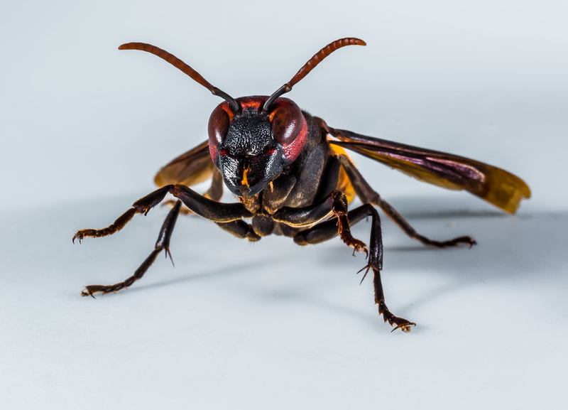 no people, animal wildlife, one animal, animals in the wild, 2K, Hornet, brown, outdoors, day, animal themes, spider, Close, limb, Insect, close-up, studio shot