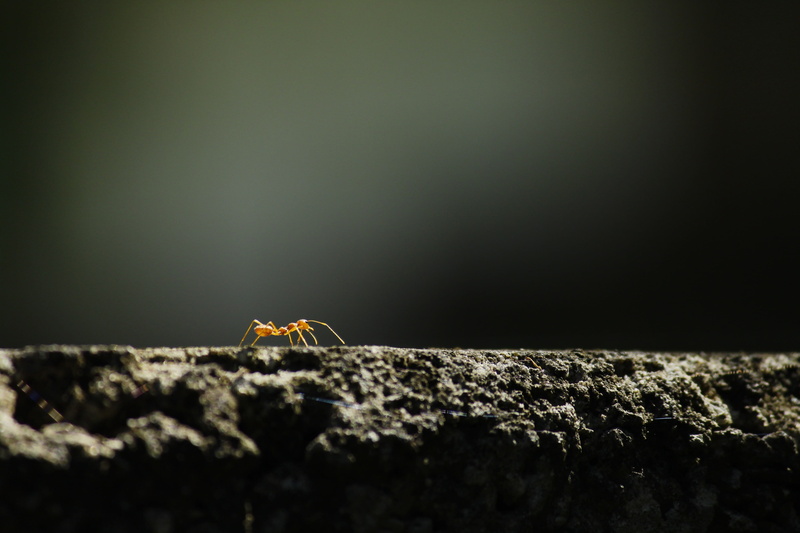 animal, day, nature, spider, wasp, selective focus, tree, rock - object, garden spider, photography, seafood, one animal, solid, textured, andrena, outdoors
