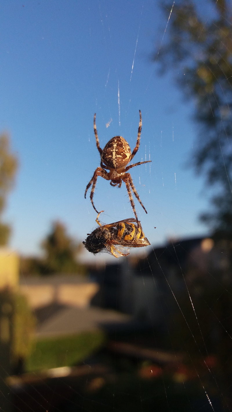 animal, arthropod, zoology, nature, 4K, focus on foreground, animal themes, spider web, close-up, macro, web, spider, wasp, arachnid, animal leg, one animal