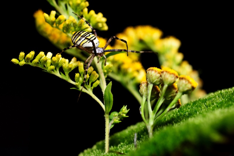 animal wildlife, beauty in nature, outdoors, green color, argiope bruennichi, animal, insect, one animal, focus on foreground, leaf, black background, animal wing