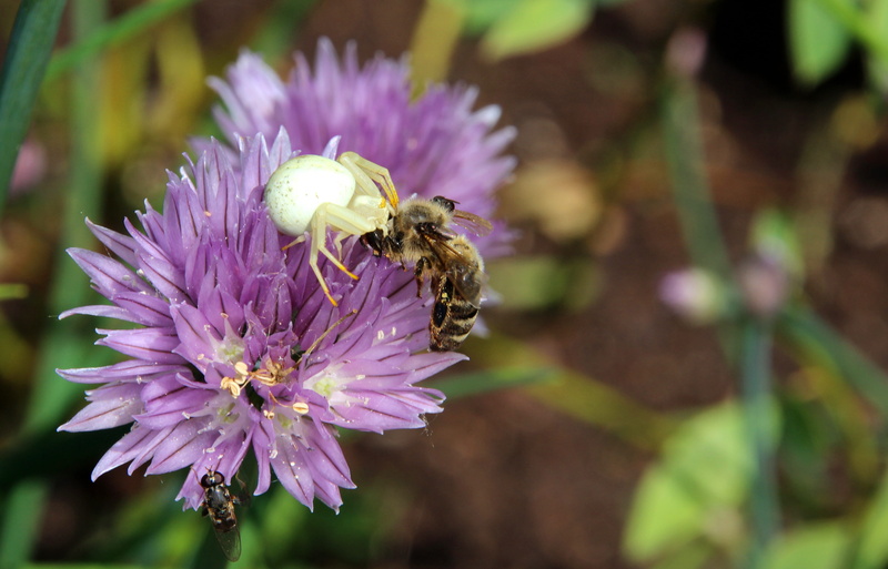 animal wildlife, bumblebee, pollen, 4K, plant, flower, animals in the wild, spider, pollination, animal themes, growth, petal, flowering plant, fragility
