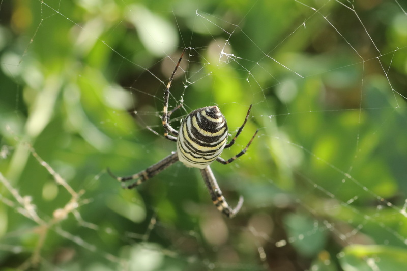 animals in the wild, insect, vulnerability, arachnid, fragility, web, spider, poisonous, close-up, arthropod, nature, animal leg, invertebrate, day, wasp