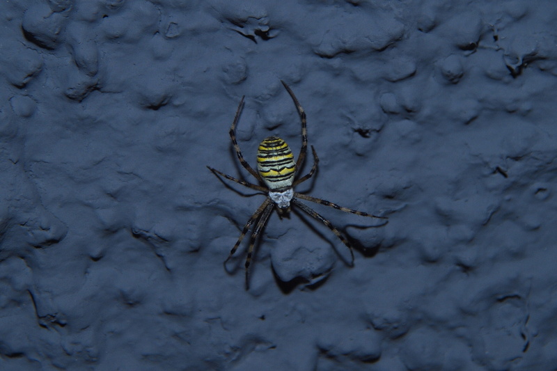 arachnid, one animal, wasp spider, no people, house wall grey, outdoors, wall - building feature, animal, textured, close up, arthropod, striped, nature