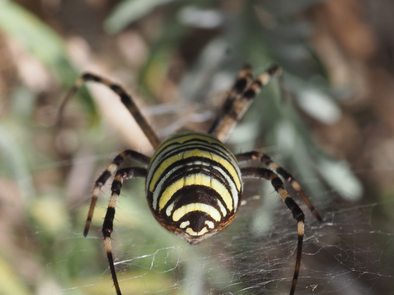 close-up, fear, day, arthropod, invertebrate, fragility, spider, wasp spider, nature, web, summer, insect, garden, focus on foreground, close, animal wildlife