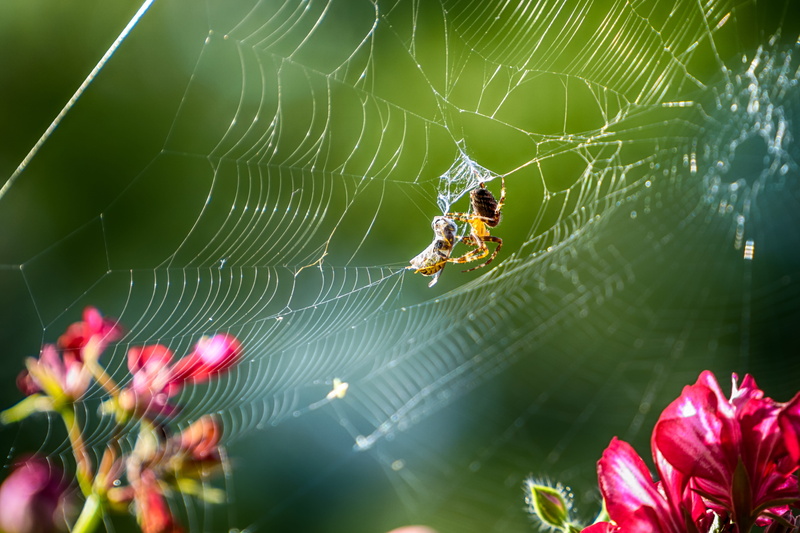 arthropod, outdoors, selective focus, no people, spider web, caught, beauty in nature, close, 5K, animal wildlife, complexity, arachnid, animal world