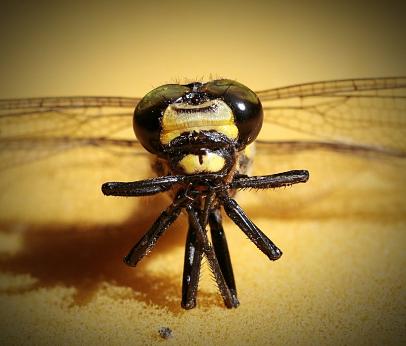 close-up, insect, one animal, drinking coffee, 1080P, animals in the wild, animal themes, animal body part, arthropod, wasp, dragonfly, yellow, arachnid