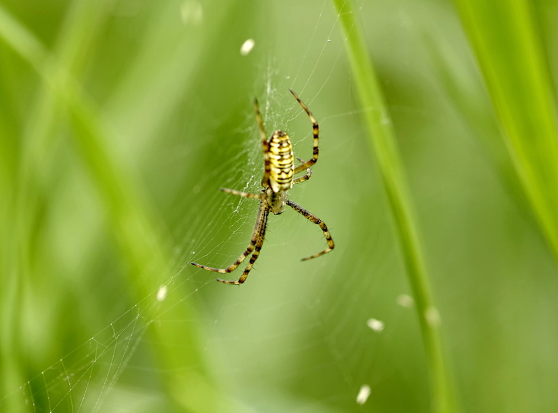 animals in the wild, web, meadow, Cobweb, Spider, arthropod, venomous, animal body part, summer, outdoors, green, Strips, arachnid, nature, animal leg