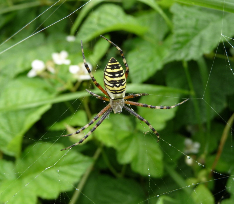 no people, animal leg, insect, close-up, focus on foreground, spider, nature, day, foliage, Macro, one animal, outside, fragility, beautiful, web, plant part