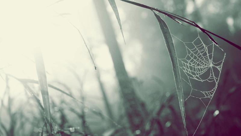 day, pattern, wet, grey, beauty in nature, spider web, fragility, natural pattern, spiderwebs, blurred, nature, photography, tranquility, growth, focus on foreground