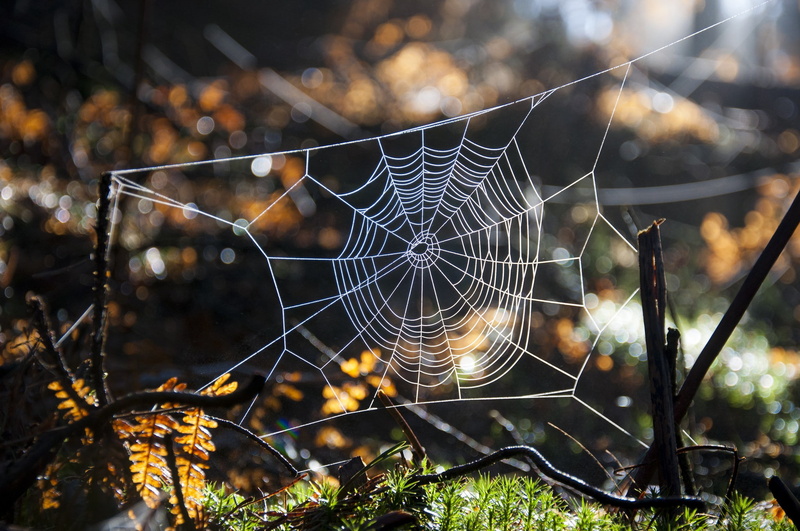 grass, forest, light, Macro, bokeh, Nature, twigs, cobweb, 1080P