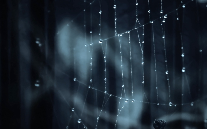 wet, selective focus, fragility, spider, space, illustration, spider Web, shadow, raindrop, abstract, web, blue, backgrounds, shiny, pattern, light - Natural Phenomenon