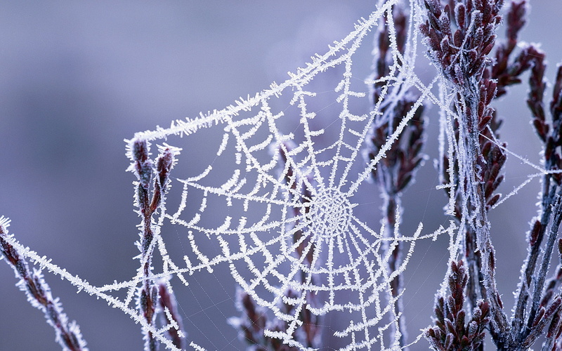 Winter, Cobwebs, 1080P