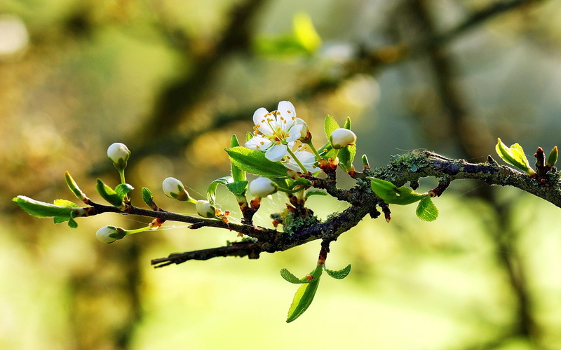 branch, leaf, season, cherry, flower, summer, tree, pink Color, april, no People, fruit, focus on foreground, outdoors, blossom, vulnerability, sunny, macro