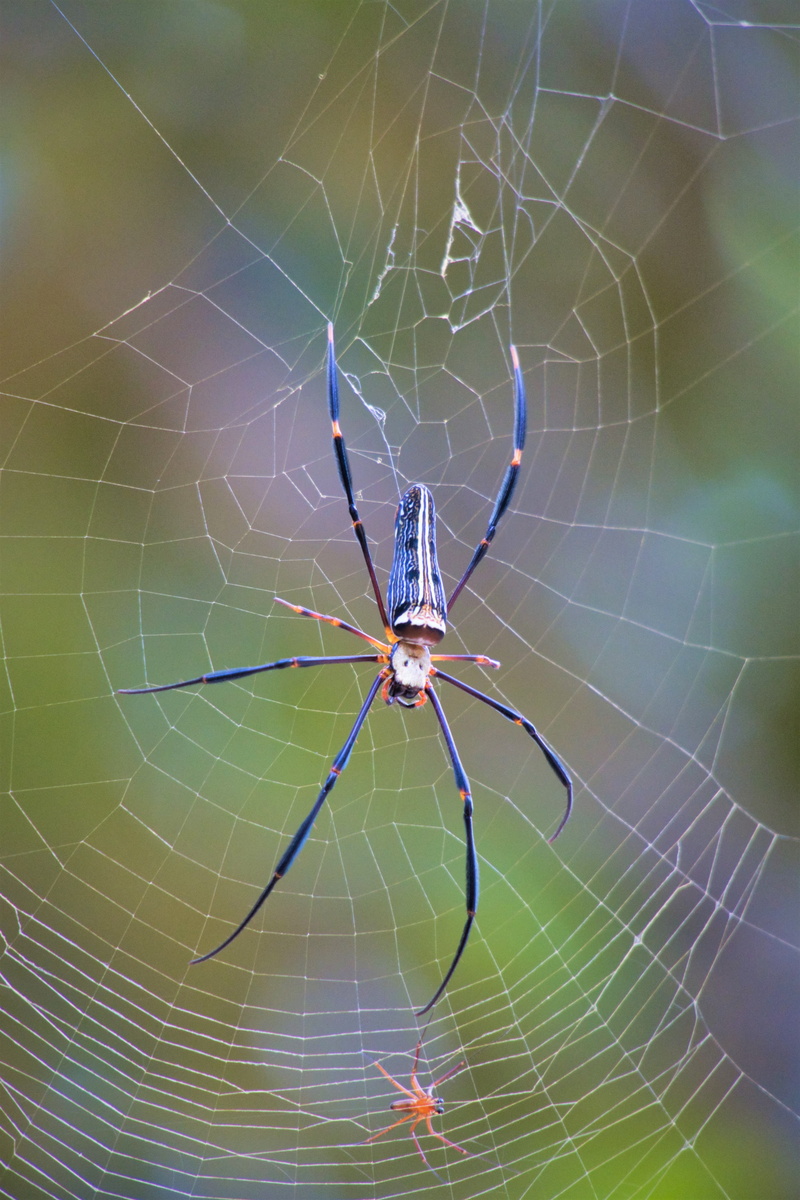 complexity, thailand, animal themes, cobweb, wheel web spiders, web, close-up, animal, day, one animal, focus on foreground, no people, spider, fragility