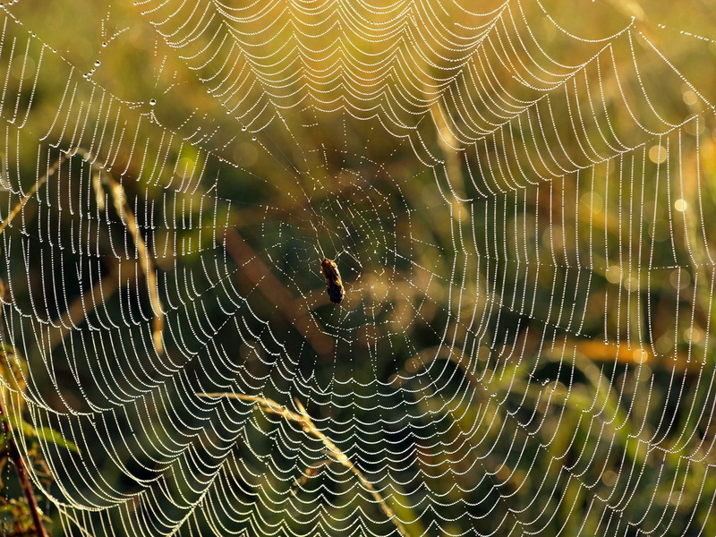 concentric, macro, animal wildlife, invertebrate, spider Web, brown, cobweb, animal themes, freshness, web, no People, nature, beige, focus on foreground
