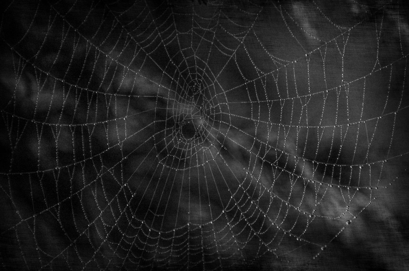 wet, 1080P, morning, scare, no people, close-up, dark, dew, complexity, photography, black background, concentric, outdoors, beauty in nature, waterdrops