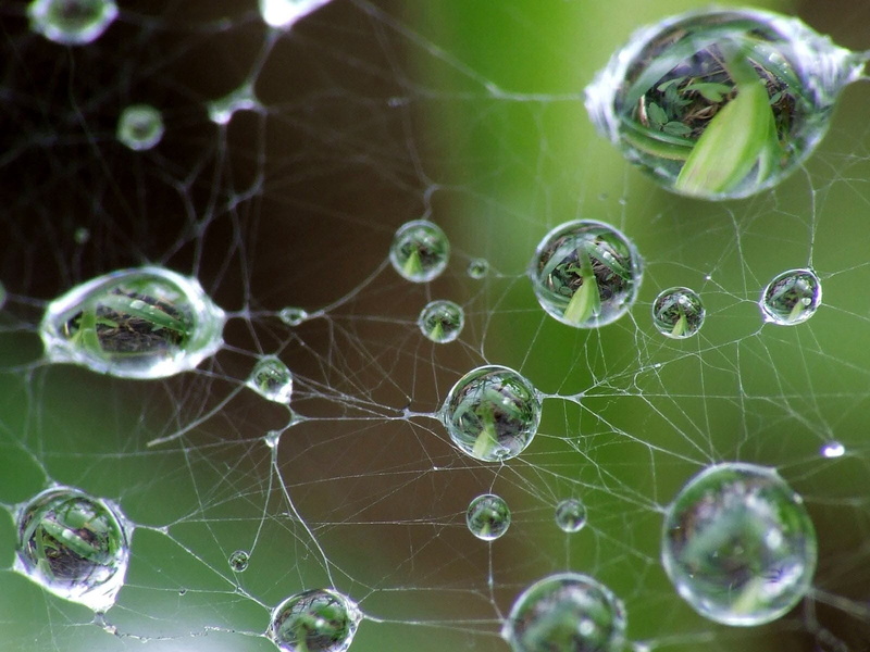 selective focus, fragility, gray, drops, cobweb, day, no people, 720P, pattern, web, animal themes, raindrops, growth, animal, leaf, green, spider Web