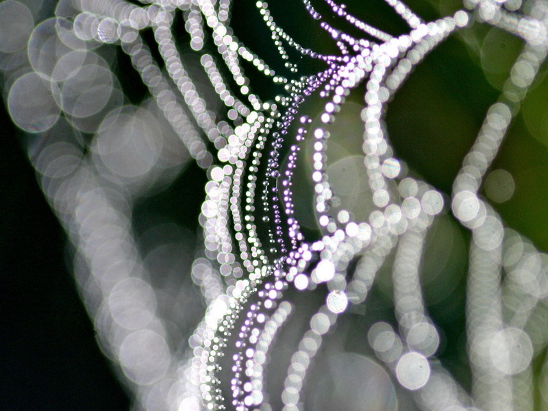 flowering plant, studio shot, fragility, indoors, plant, growth, vulnerability, light, 720P, beauty in nature, body part, cobweb, purple, clothing, black background