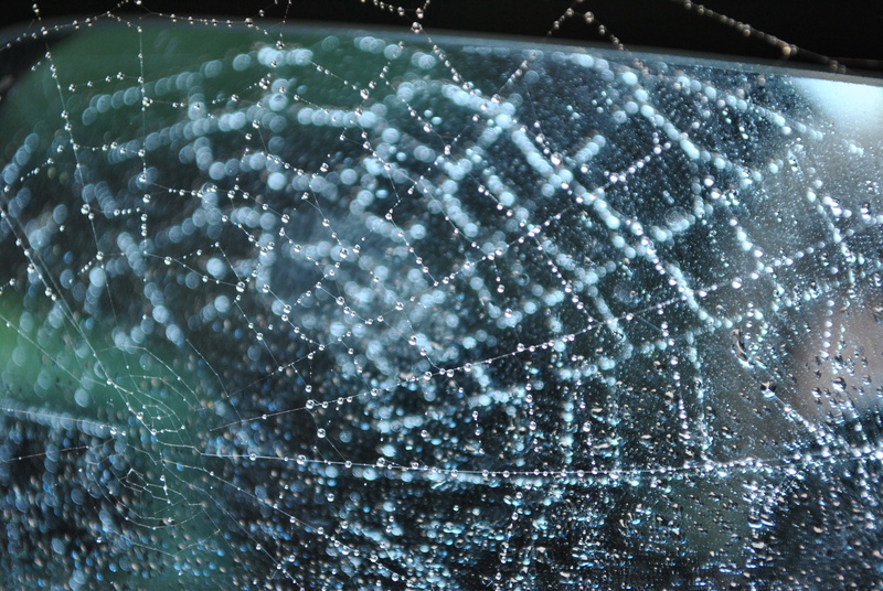 day, fragility, concentric, raindrops, rain, full frame, no people, spider web, drop, close-up, cobweb, vulnerability, wet, outdoors, purity, spiders web